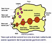 Hücre İçi Sindirim Hücre İçi Sindirim