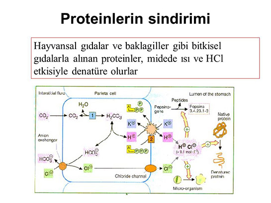 Proteinlerin Sindirimi